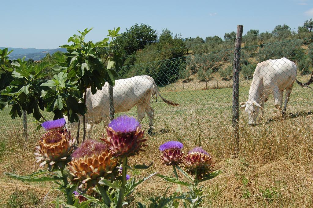 Agriturismo Casale Dei Frontini San Terenziano Εξωτερικό φωτογραφία